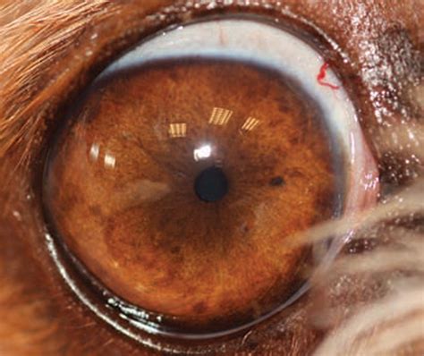 CANINE PRIMARY GLAUCOMA | Vet Times