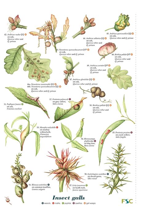 Plant galls guide – Field Studies Council