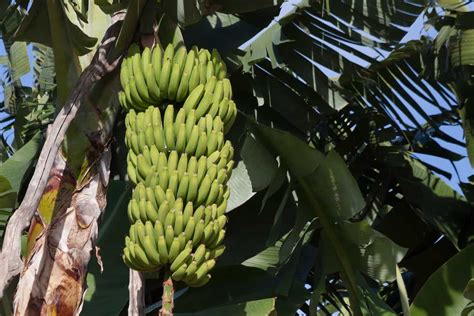 Grand Nain (G9) Banana Farming in India: A Cultivation Guide to Planting to Harvesting