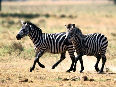 Encyclopaedia of Babies of Beautiful Wild Animals: The Baby Zebra