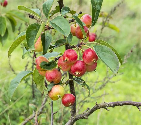 Wild crabapple from kazakhstan | Malus Sieversii