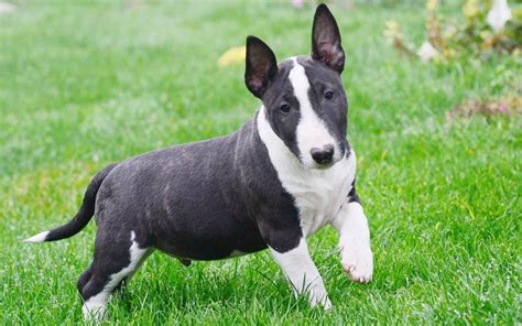 Miniature Bullterrier Puppies Breed information & Puppies for Sale