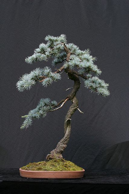 Blue Atlas Cedar | Bonsai tree, Bonsai tree types, Bonsai art