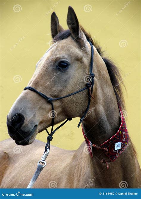 Akhal Teke Horse Royalty Free Stock Photography - Image: 3163957