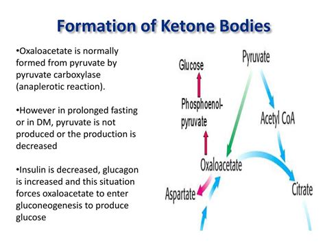 PPT - KETONE BODY METABOLISM PowerPoint Presentation, free download ...