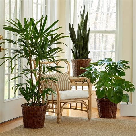 Easy-Care Houseplants | White Flower Farm