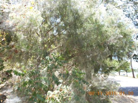 Thousands of rare spiders spin a gigantic web through Texas park ...