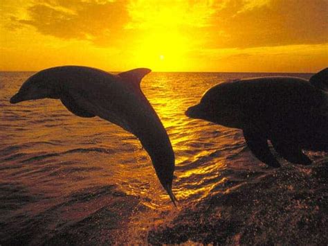 Dolphin's sixth sense helps them detect electric fields