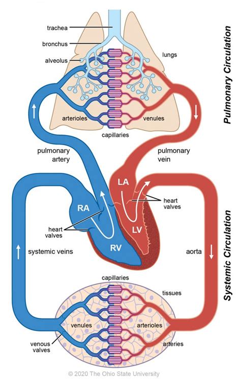 Blood circulation – Veterinary Histology