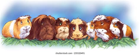 Cute Cartoon Guinea Pig Wallpapers