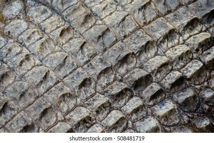 Skin Alligator Stock Photo 508481719 | Shutterstock