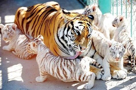 Fakta atau Mitos: Apakah Harimau Siberia Putih Benar-benar Ada? | Faunaku