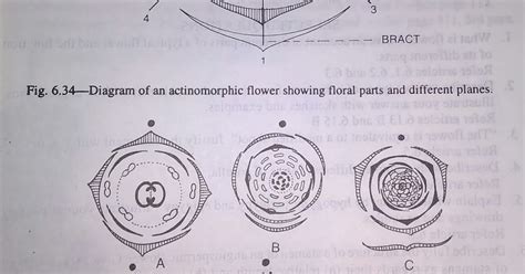 What is floral formula and floral diagram- digieduco