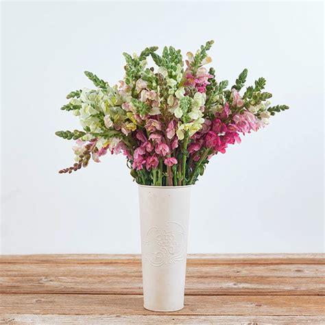 Pink and White Snapdragon Bouquet - The Bouqs Co.