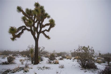 Photos: Joshua Tree Is a Winter Wonderland After Rare Snowstorm