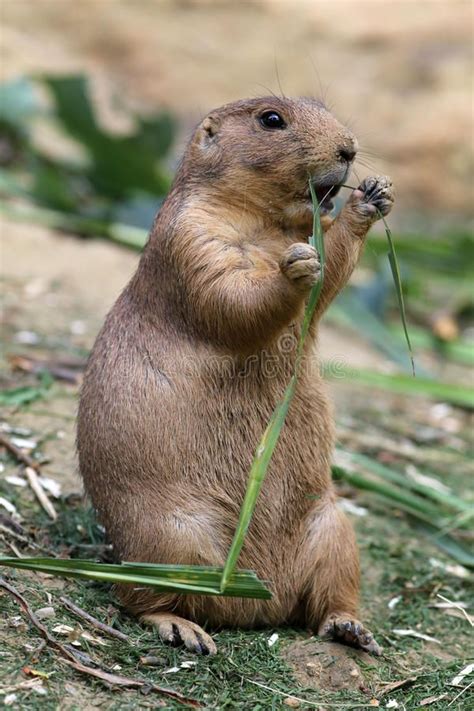 Prairie dog. Eating green leaf , #affiliate, #dog, #Prairie, #Eating, #leaf, #green #ad ...