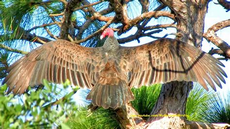 Backyard Birding....and Nature: Magnificent Turkey Vulture Wingspan