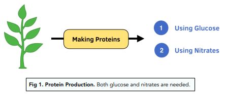 ᐉ Photosynthesis: Uses Of Glucose In Plants