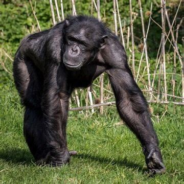 Chimpanzee 'super strength': Researchers conduct first direct chimp ...