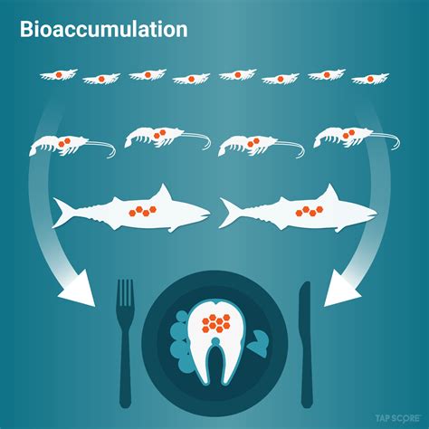 Heavy Metals And Bioaccumulation: What You Need to Know – SimpleLab Tap Score