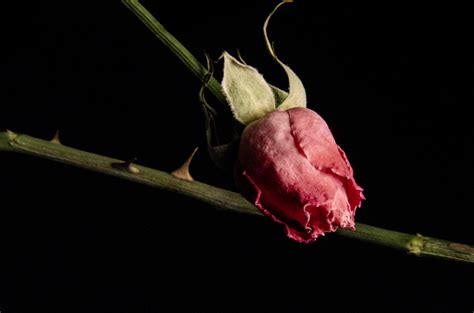 Free Images : flower, withered rose, bud, still life photography, botany, plant stem, flowering ...