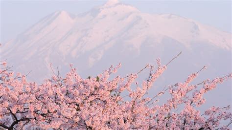 Sakura Desktop HD Wallpapers - Wallpaper Cave