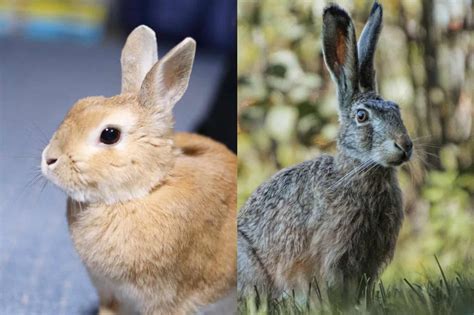 Rabbit vs Hare - The Difference Between Rabbits and Hares