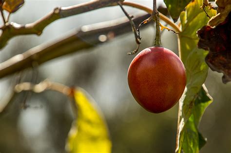 Tips for getting 20kg of tamarillos per tree