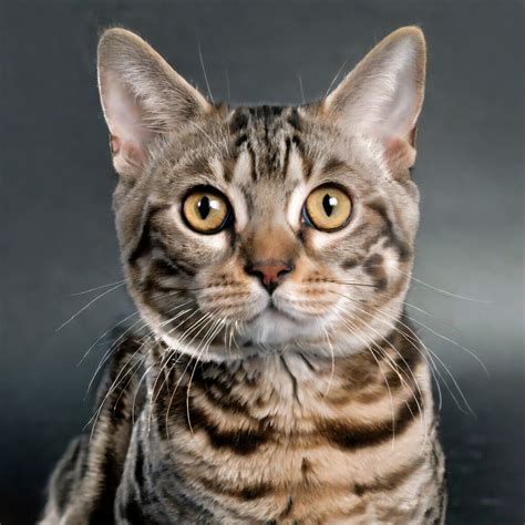 What Is A Torbie Cat? | ThatCatBlog