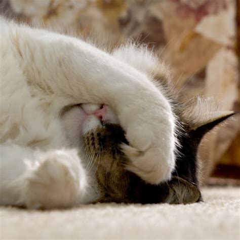 Cat Hairballs 101: Prevention Tips and Cat Hairball Remedies | BeChewy