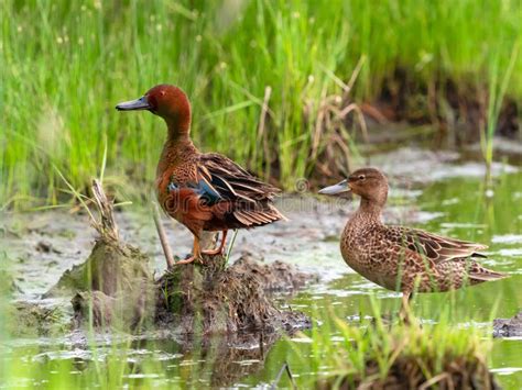 Cinnamon Teal Duck Couple, Alert and Ready for Flight in Marsh Habitat ...