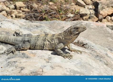 Iguana on rock stock photo. Image of rock, iguana, isla - 144504988