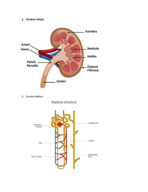 Menjelajahi Anatomi Nefron Ginjal Dalam Gambar: Struktur Dan Fungsi Yang Penting di 2024 ...