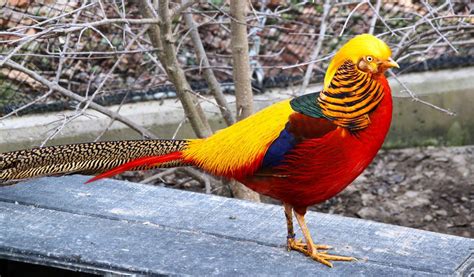 Golden Pheasant | Facts, Information and Habitat