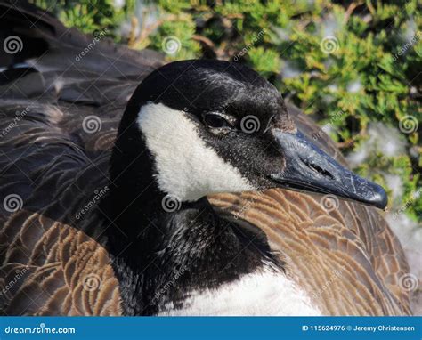 Canadian Goose Nesting Female Laying in a Nest of Urban Bushes ...