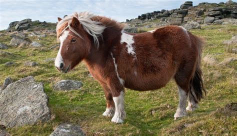 Dartmoor pony - Alchetron, The Free Social Encyclopedia