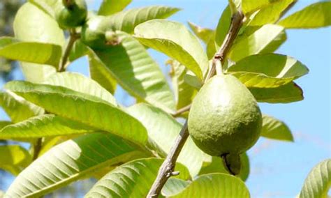 Guava Tree: Nutritious Tropical Fruit At Home - Epic Gardening