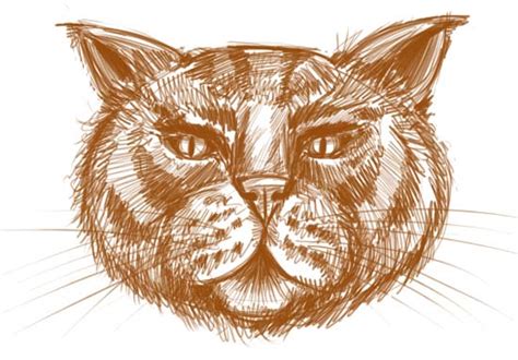 How to Draw a Cat Face