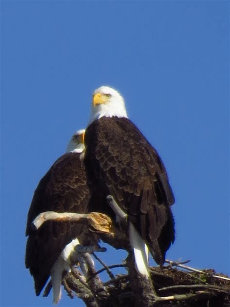 Bald Eagles Mating