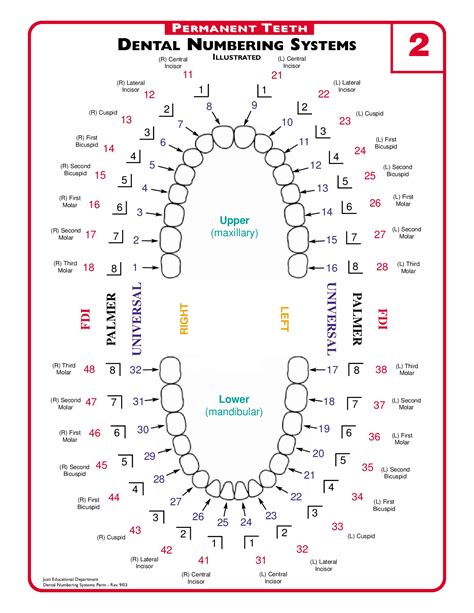 Mint Kids Dentistry - How to Use the Dental Chart for Your Kids’ Oral ...