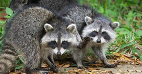 Raccoon Mating Season: When Do They Breed? - A-Z Animals