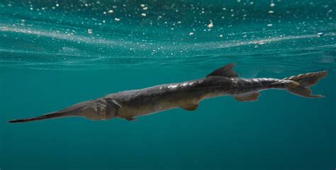 The Chinese Paddlefish Becomes the First Extinct Species of 2020 | The Vintage News