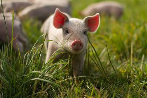 Baby Pigs Wallpapers - Wallpaper Cave