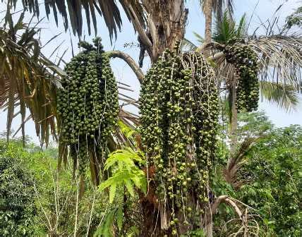 Pohon Aren Yang Kaya Akan Manfaat Dari Daun Sampai Pelepahnya