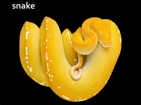 Snakes | PPT