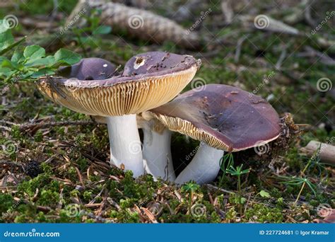 Edible Mushroom Russula Integra in Spruce Forest. Stock Image - Image ...