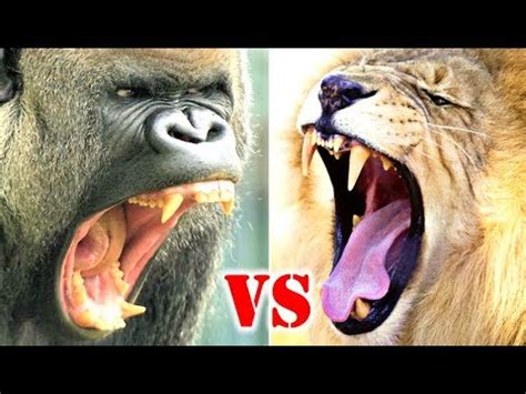 Lion Vs Gorilla / Lion King Vs Black King Kong Gorilla | 3D Animal ...