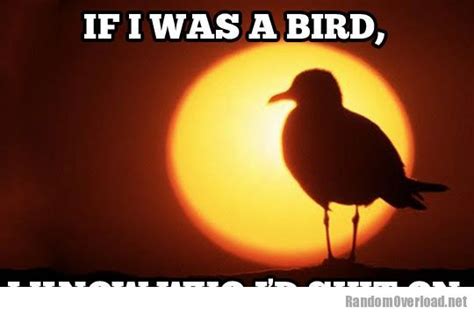 Funny Bird Quotes. QuotesGram