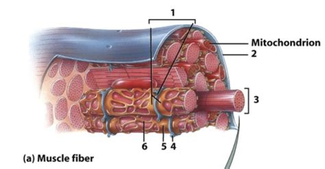 Muscle fiber Diagram | Quizlet