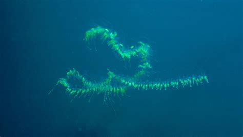 Giant Siphonophore | Monterey bay aquarium, Deep sea life, Marine animals